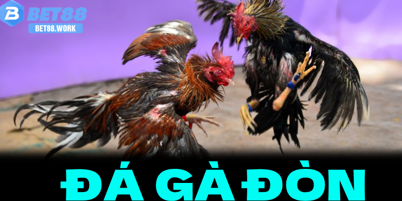 Đá Gà Đòn – Nghệ Thuật Tinh Hoa Và Sức Hút Đỉnh Cao Tại Bet88 